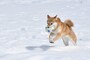 柴犬