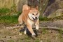 柴犬はどんな犬？歴史や性格・特徴、寿命