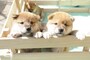 柴犬-子犬