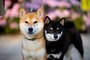 柴犬-赤毛と黒毛