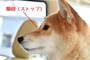 柴犬-ストップ