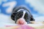 ボーダー・コリーの子犬