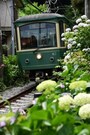 かわいらしい江ノ電とアジサイのコラボ