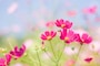 コスモス（秋桜）の色別の花言葉・赤