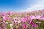 コスモス（秋桜）はいつの誕生花？