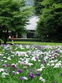 本堂後庭園に咲くハナショウブ