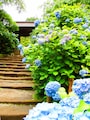 アジサイに彩られた明月院の石段