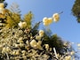 ロウバイの花
