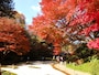 本堂後庭園の紅葉