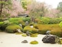 しだれ桜が美しい借景となった枯山水の庭園