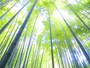 美しい緑の竹林