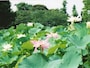源平池に咲くハス（夏季）