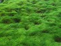 厚みのある苔庭