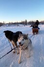 犬橇
