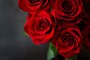 バラ（薔薇）の花言葉・赤