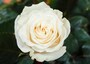 バラ（薔薇）の花言葉・白