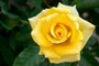 バラ（薔薇）の花言葉・黄色