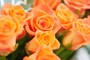 バラ（薔薇）の花言葉・オレンジ