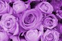 バラ（薔薇）の花言葉・紫