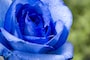 バラ（薔薇）の花言葉・青