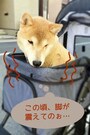 シニア犬（高齢）