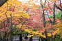 同じく嵐山の紅葉の名所、常寂光寺。。2017年11月20日訪問時、紅葉は最盛期を迎えていた