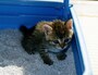 猫用トイレ