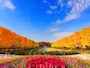 昭和記念公園の紅葉