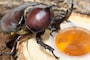 カブトムシ  エサ　ゼリー　昆虫　おすすめ　