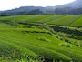 東山地区の茶畑