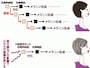 白髪がの原因の仕組み・メカニズムを解説（画像出典：謎だった白髪の原因が解明！白髪治療・予防の道筋とは）