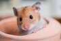何かと役立つ、鼠に関することわざや慣用句