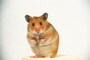 古くから人の周りにいるネズミには、文化的な物事もたくさんあります