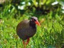 ヤンバルクイナ