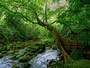 西表島の深い森