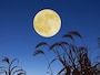十三夜は十五夜に次いで美しい月だといわれています