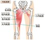 内転筋群：恥骨筋、薄筋、短・長内転筋、大内転筋