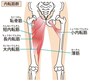 内転筋群：恥骨筋、薄筋、短・長内転筋、大内転筋