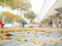 「木枯らし」「木枯らし１号」とは？