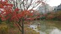 檜町公園の紅葉
