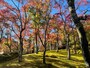 箱根美術館の紅葉