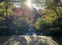 色づき始めた鎌倉の円覚寺。見頃には、ここからさらに木々の色みが増していく