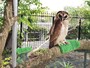 どうぶつ広場