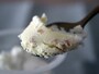 たべる牧場チーズケーキ