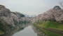 千鳥ヶ淵の桜