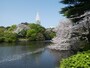 新宿御苑の桜