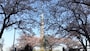 隅田公園の桜と東京スカイツリー