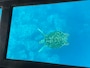 川平湾のグラスボート