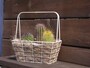 サボテンの寄せ植え