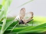 秋の虫の代表格の鈴虫。秋の虫といえばほかに何？